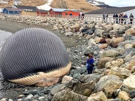 Town Officials Fear Massive Blue Whale Carcass Could Explode Any Minute